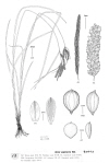 Plant Illustration Details