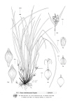 Plant Illustration Details