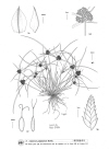 Plant Illustration Details