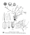 Plant Illustration Details