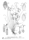 Plant Illustration Details