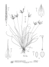 Plant Illustration Details