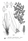 Plant Illustration Details