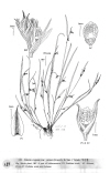 Plant Illustration Details