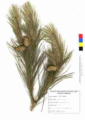 specimen image