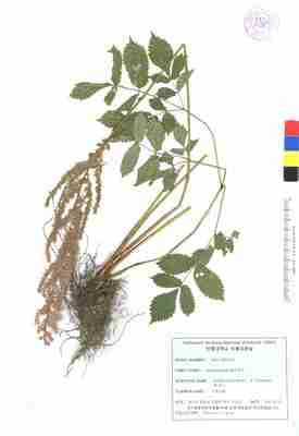 specimen image