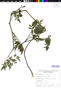 specimen image