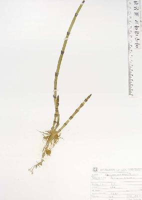 specimen image