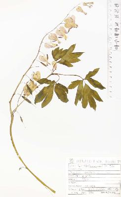 specimen image