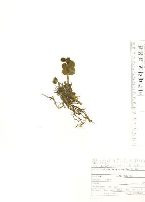 specimen image