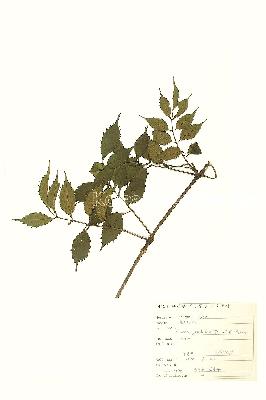 specimen image