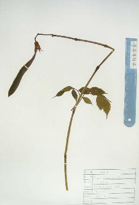 specimen image