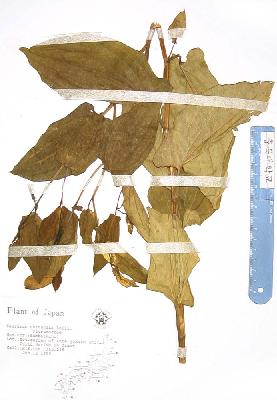 specimen image