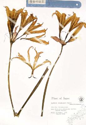 specimen image