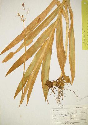 specimen image