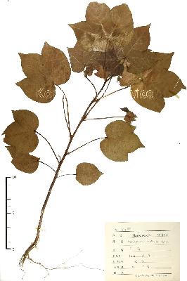 specimen image