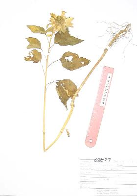 specimen image