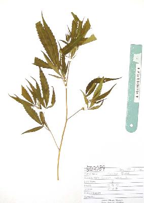 specimen image