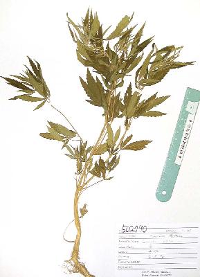 specimen image