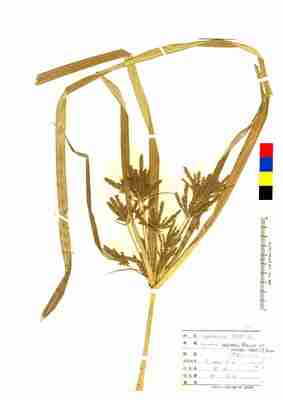 specimen image