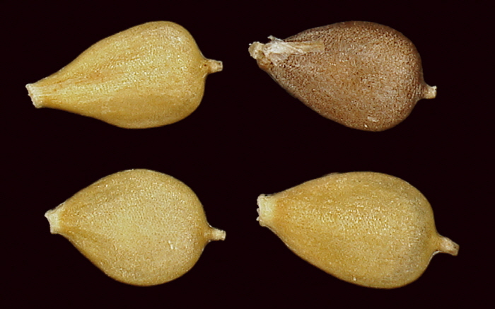 사초과 종자이미지