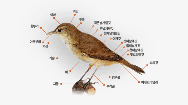 조류의 구조는 크게 머리, 가슴, 배, 날개, 다리, 꼬리로 이루어져있습니다. 머리에는 이마, 귀깃, 뒷목, 윗부리, 아랫부리, 턱선이 있습니다. 날개는 작은날개덮깃, 큰날개덮깃, 첫째날개덮깃, 어깨깃, 셋째날개깃, 둘째날개깃, 첫째날개깃, 윗꼬리덮깃으로 이루어져있습니다. 다리는 지골, 경부골, 부척골로 이루어져있고, 꼬리는 꼬리깃과 아래꼬리덮깃이 있습니다.