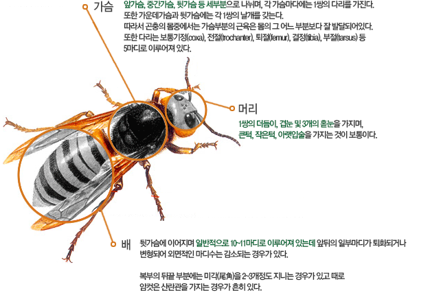 가슴 : 앞가슴, 중간가슴, 뒷가슴 등 세부분으로 나뉘며, 각 가슴마다에는 1쌍의 다리를 가진다.
									또한 가운데가슴과 뒷가슴에는 각 1쌍의 날개를 갖는다.
									따라서 곤충의 몸중에서는 가슴부분의 근육은 몸의 그 어느 부분보다 잘 발달되어있다.
									또한 다리는 보통기정(coxa), 전절(trochanter), 퇴절(femur), 결정(tibia), 부절(tarsus) 등 5마디로 이루어져 있다.
									머리 : 1쌍의 더듬이, 겹눈 및 3개의 홑눈을 가지며, 큰턱, 작은턱, 아랫입술을 가지는 것이 보통이다.
									배 : 뒷가슴에 이어지며 일반적으로 10~11마디로 이루어져 있는데 앞뒤의 일부마디가 퇴화되거나 변형되어 외면적인 마디수는 감소되는 경우가 있다.
									복부의 뒤끝 부분에는 미각(尾角)을 2~3개정도 지니는 경우가 있고 때로 암컷은 산란관을 가지는 경우가 흔히 있다.
									