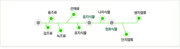 육상식물의 출현 1.갈조류 2.홍조류 3.녹조류 4.선태류 5.포자식물 6.종자식물 7.나자식물 8.현화식물 9.단지엽류 10.쌍자엽류