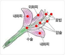 외떡잎 식물(단자엽 식물)의 구조도 입니다. 꽃밥, 암술, 수술, 내화피, 외화피로 구성되어 있습니다.