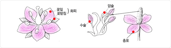 외떡잎 식물(단자엽 식물)은 꽃잎과 꽃받침으로 이뤄진 화피가 있으며, 암술, 수술, 총포의  구조도이미지 입니다.