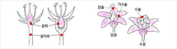 외떡잎 식물(단자엽 식물)은 꽃턱, 꽃자루로 구조도이미지와 암술, 가수술로 구성된 암꽃과 수술로 구성된 수꽃의 구조이미지 입니다.