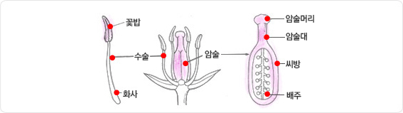 외떡잎 식물(단자엽 식물)의 수술은 꽃밥과 화사로 구성되어 있으며, 암술은 위에서 부터 암술머리, 암술대, 씨방, 배주로 구성되어 있습니다.