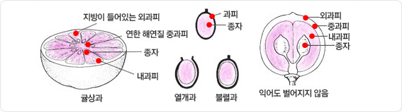 지방이 들어있는 외과피, 연한 해연질 중과피, 내과피, 종자로 구성된 귤상과에 대한 이미지와, 열매가 성숙하면 과피가 건조하여 자연적으로 열개하여 종자의 산포가 되는 열개과와 그렇지 않은 불렬과로 구별되는 모양을 설명하는 이미지입니다. 익어도 벌어지지 않는 경우 는 안에서 부터 종자, 내과피, 중과피, 외과피로 구성되어 있습니다.