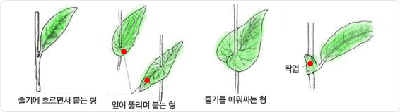 잎이 붙는 모양에 따라 구분될 수 있으며, 줄기에 흐르면서 붙는 형, 잎이 뚫리며 붙는 형, 줄기를 에워싸는 형, 탁엽으로 구성되며, 그 형태를 설명하는 이미지 입니다.