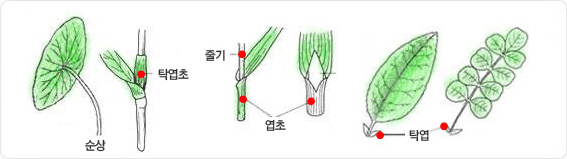 잎이 붙는 모양에 따라 순상, 탁엽초, 엽초, 탁엽으로 명명되는 부분을 설명하는 이미지 입니다.