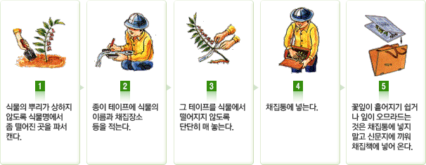 1. 식물의 뿌리가 상하지 않도록 식물명에서 좀 떨어진 곳을 파서 캔다.
								 2. 종이 테이프에 식물의 이름과 채집장소 등을 적는다.
								 3. 그 테이프를 식물에서 떨어지지 않도록 단단히 매 놓는다.
								 4. 채집통에 넣는다.