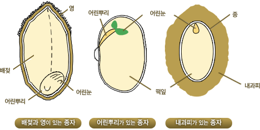 - 배젖과 영이 있는 종자(영, 배젖, 어린뿌리, 어린눈)
								     - 어린뿌리가 있는 종자(어린뿌리, 어린눈, 떡잎)
								     - 내과피가 있는 종자(어린눈, 종, 떡잎, 내과피)