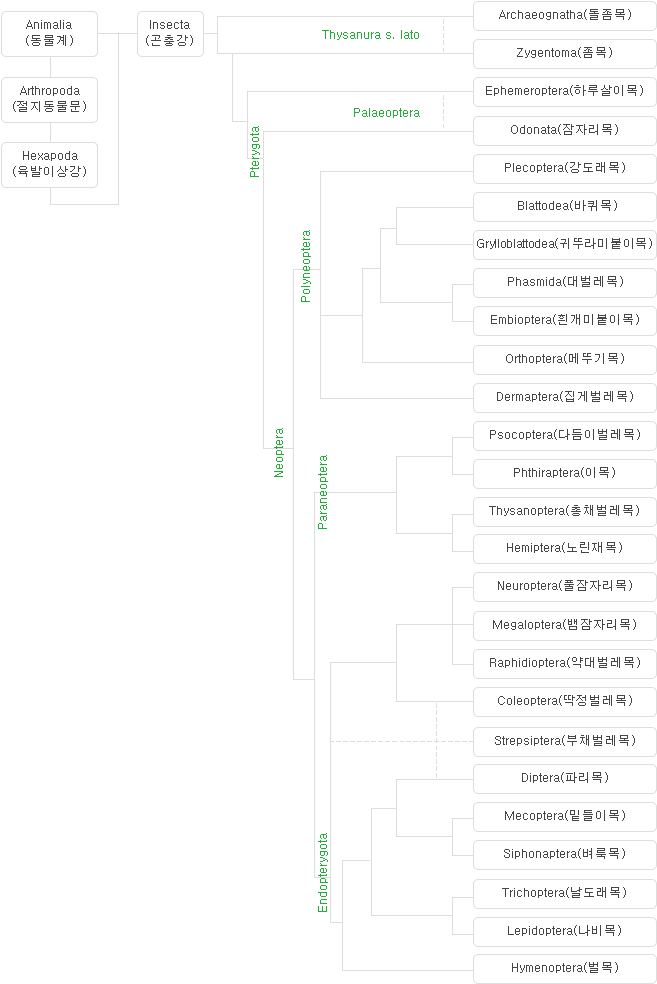 곤충의 분류체계 게통도 이미지
								Animalia(동물계)-Arthropoda(절지동물문)-Hexapoda(육발이상강)-Insecta(곤충강) 밑에
								Archaeognatha(돌좀목), Zygentoma(좀목), Ephemeroptera(하루살이목), Odonata(잠자리목), Plecoptera(강도래목), Dictyoptera(바퀴목),
								Grylloblattodea(귀뚜라미붙이목), Phasmida(대벌레목), Embioptera(흰개미붙이목), Orthoptera(메뚜기목), Dermaptera(집게벌레목), Psocoptera(다듬이벌레목),
								Phthiraptera(이목), Thysanoptera(총채벌레목), Hemiptera(노린재목), Neuroptera(풀잠자리목), Megaloptera(뱀잠자리목), Raphidioptera(약대벌레목),
								Coleoptera(딱정벌레목), Strepsiptera(부채벌레목), Diptera(파리목), Mecoptera(밑들이목), Siphonaptera(벼룩목), Trichoptera(날도래목),
								Lepidoptera(나비목), Hymenoptera(벌목) 이 있습니다.