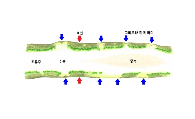 지의류의 구조(단면) 이미지