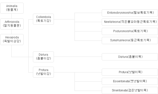 내구강 분류체계 게통도 이미지
											Animalia(동물계)-Arthropoda(절지동물문)-Hexapoda(육발이상강)밑에  Diplura(좀붙이강), Protura(낫발이강)이 있으며,
											Collembola(톡토기강) 밑에  Entomobryomorpha(털보톡토기목), Neelipleona(작은뿔꼬마둥근톡토기목), Poduromorpha(톡토기목), Symphypleona(둥근톡토기목)이 있고,
											Diplura(좀붙이강) 밑에 Diplura(좀붙이목)이 있고, 
											Protura(낫발이강) 밑에 Acerentomata(낫발이목), Eosentomata(옛낫발이목), Sinentomata(검은낫발이목)이 있습니다.