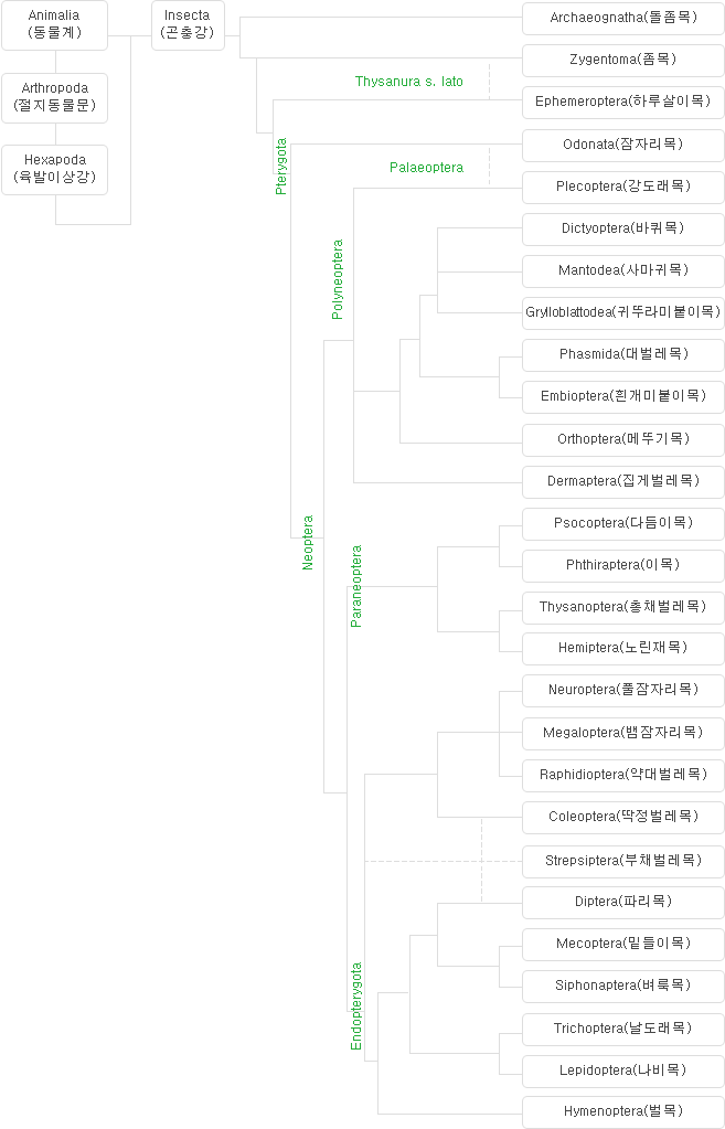 곤충의 분류체계 게통도 이미지
											Animalia(동물계)-Arthropoda(절지동물문)-Hexapoda(육발이상강)-Insecta(곤충강) 밑에
											Archaeognatha(돌좀목), Zygentoma(좀목), Ephemeroptera(하루살이목), Odonata(잠자리목), Plecoptera(강도래목), Blattodea(바퀴목), Mantodea(사마귀목),
											Grylloblattodea(귀뚜라미붙이목), Phasmida(대벌레목), Embioptera(흰개미붙이목), Orthoptera(메뚜기목), Dermaptera(집게벌레목), Psocoptera(다듬이목),
											Phthiraptera(이목), Thysanoptera(총채벌레목), Hemiptera(노린재목), Neuroptera(풀잠자리목), Megaloptera(뱀잠자리목), Raphidioptera(약대벌레목),
											Coleoptera(딱정벌레목), Strepsiptera(부채벌레목), Diptera(파리목), Mecoptera(밑들이목), Siphonaptera(벼룩목), Trichoptera(날도래목),
											Lepidoptera(나비목), Hymenoptera(벌목) 이 있습니다.