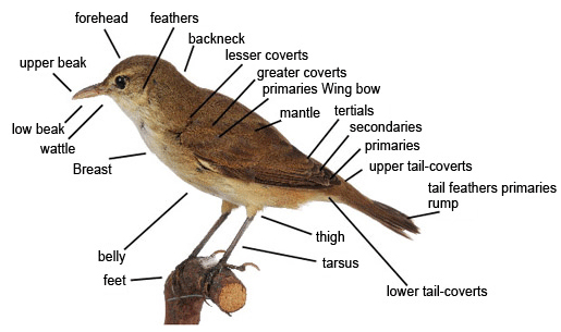 Structure of birds. forehead,feathers,backneck,Iesser coverts, greater corverts