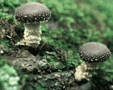 Shiitake mushrooms