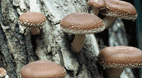 Medicinal mushroom resource