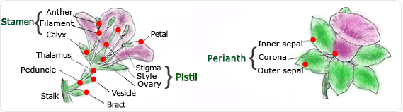  dicotyledon,stamen,anther,filament, carpel,stigma, style,ovary,petal,sepal,receptacle,peduncle,bracteole,bract,pedicel,perianth,inner sepal,corona, outer sepal