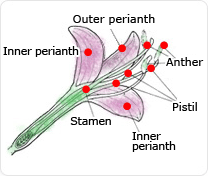 outer perianth,inner perianth,inner perianth, pistil,stamen