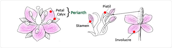 petal,sepal, perianth, stamen, pistil, involucre