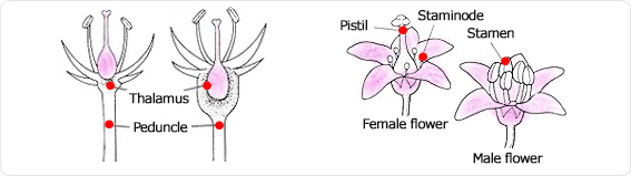 thalamus, peduncle, pistil, staminode, female flower, stamen, male flower