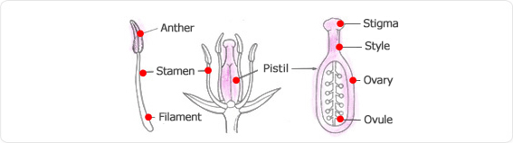 anther, stamen, filament, pistil, style, ovary, ovule