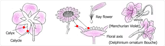 sepal, accessory calyx,ligulate flower,pedicel, Manchurian flower, Delphinium ornatum